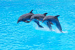 Leaping Bottlenose Dolphins, Tursiops truncatus