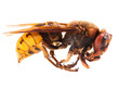 Photo: Bee on white Bee on white
