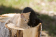 Foto: котята котята