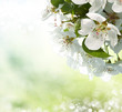 apple blossom