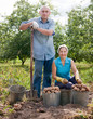 Two people harvested potatoes in field