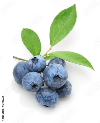 Photo: Close up of a blueberry twig Close up of a blueberry twig