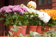 colorful chrysanthemums