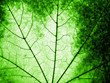 Macro of a green maple leaf