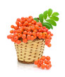 rowan berries in a basket on a white background