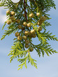 Lebensbaum - Thuja