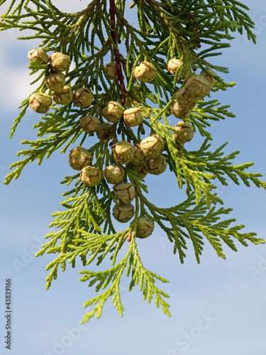 Foto: Lebensbaum - Thuja Lebensbaum - Thuja