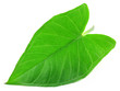 Colocassia or kochu shak of Indian subcontinent