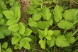 Giersch - Aegopodium podagraria