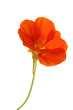 Kapuzinerkresse - Tropaeolum majus