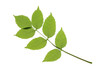 Esche - Fraxinus excelsior
