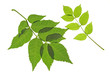 Esche - Fraxinus excelsior