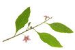 Goji - Lycium barbarum