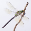 Libelle