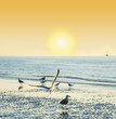 sunset time on a beach with birds - romantic view