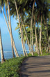 Palm fringed tropical island road