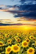 blooming sunflowers
