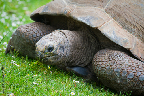 Foto: Turtle Turtle