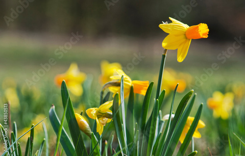 Photo: Picture of daffodils Picture of daffodils