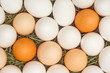 Eggs