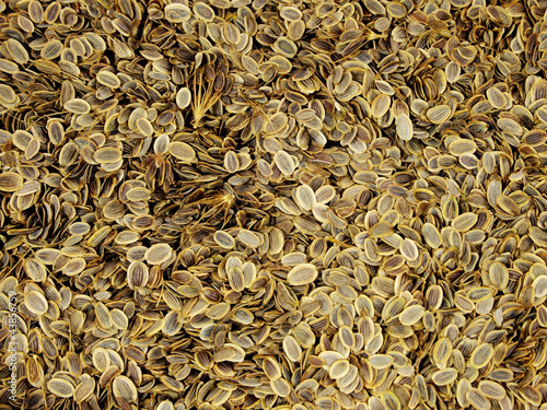 Photo: dill seed dill seed