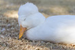 Photo: Sleepy duck Sleepy duck