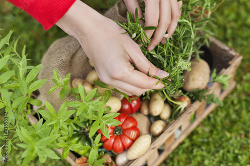 Photo: High angle view of a woman's hand putting vegetables in a crate High angle view of a woman's hand putting vegetables in a crate
