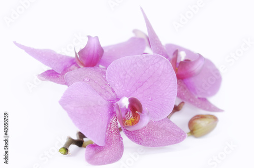 Photo: Orchid flower Orchid flower