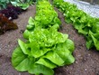 Foto: salat aus dem garten salat aus dem garten
