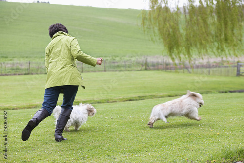 Photo: Woman playing with two dogs in a field Woman playing with two dogs in a field