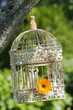bird cage