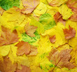 Herbstblätter