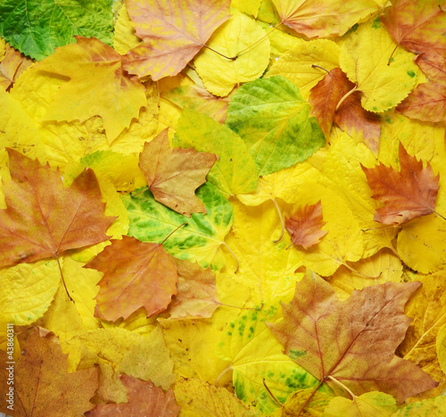 Photo: Herbstblätter Herbstblätter