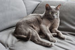 Cat lying on a couch