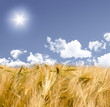 Field