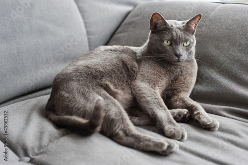 Photo: Cat lying on a couch Cat lying on a couch