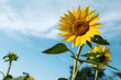 Foto: Beautiful sunflower in the field Beautiful sunflower in the field