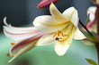 Photo: Beautiful lily flowers Beautiful lily flowers