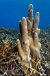 Coral Gardens