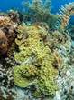 Coral gardens, Roatan Honduras
