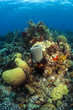 Coral gardens, Roatan Honduras