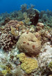 Coral gardens, Roatan Honduras