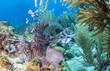 red lionfish (Pterois volitans)