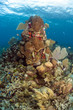 Coral gardens, Roatan Honduras