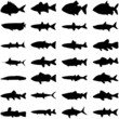 Fish  silhouette