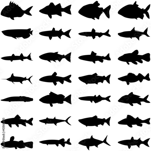 Vector: Fish silhouette Fish silhouette