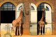 Photo: Giraffes at the London Zoo in Regent Park Giraffes at the London Zoo in Regent Park