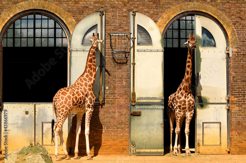 Photo: Giraffes at the London Zoo in Regent Park Giraffes at the London Zoo in Regent Park