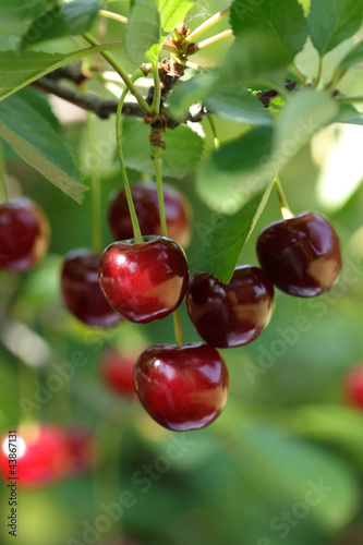 Photo: Cherries hanging on a cherry tree branch Cherries hanging on a cherry tree branch