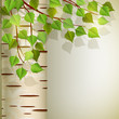 Vektor: Birch Birch